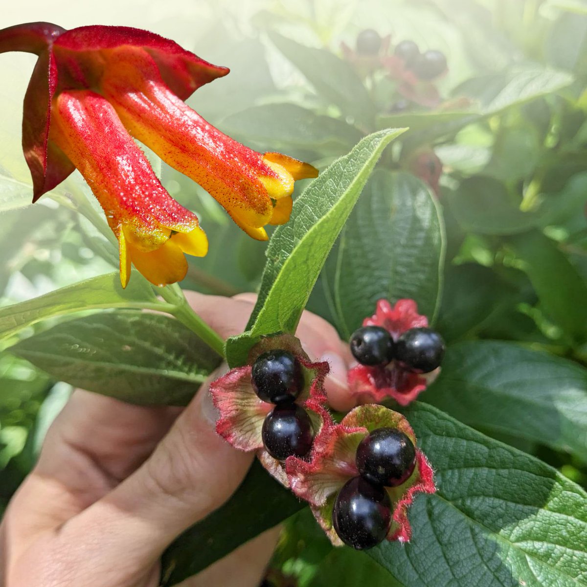 Sutro Stewards tweet media