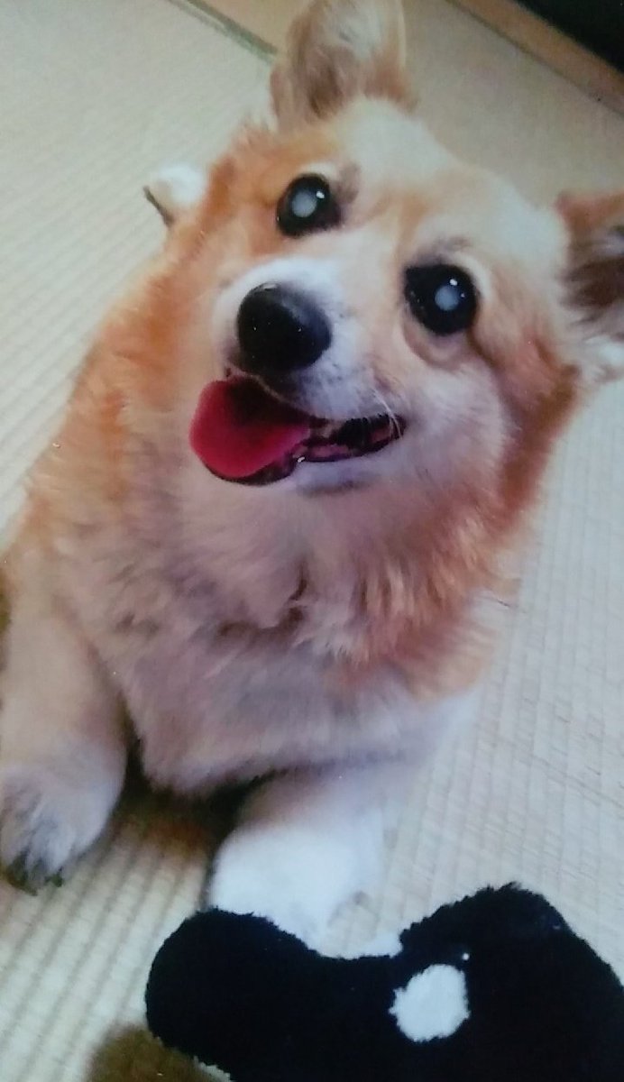 おはようございます😊なかなか
起きられない朝、もーちゃんが
来たようです。ひゃーっと
冷たい鼻スタンプでぐりぐり
飛び起きたよ🤭ありがとう。