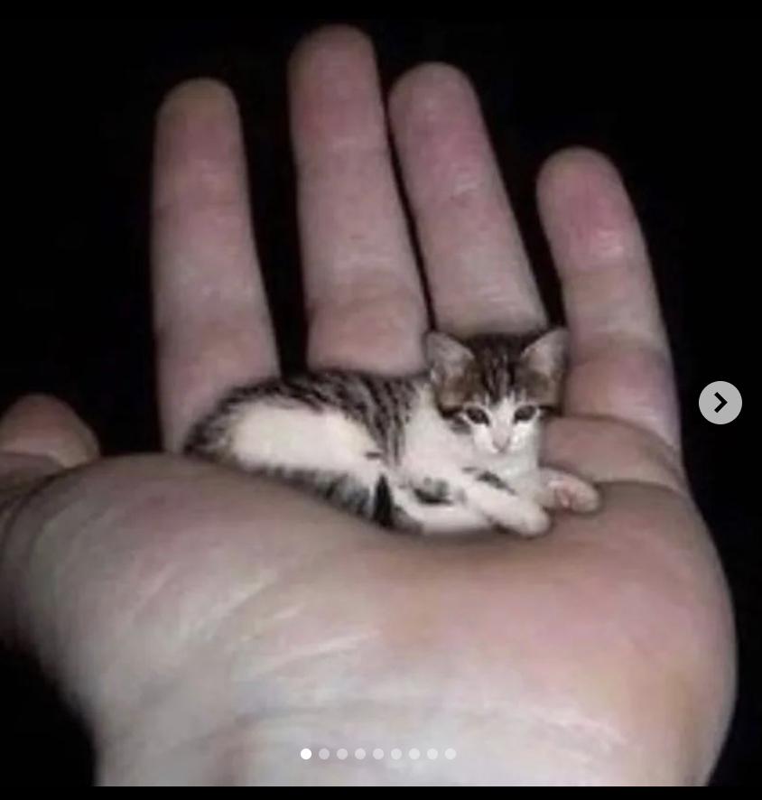 Catwheezie's Stash (@realcattohours) on Twitter photo 