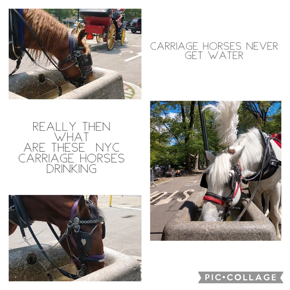 Debunking carriage horse myths part one