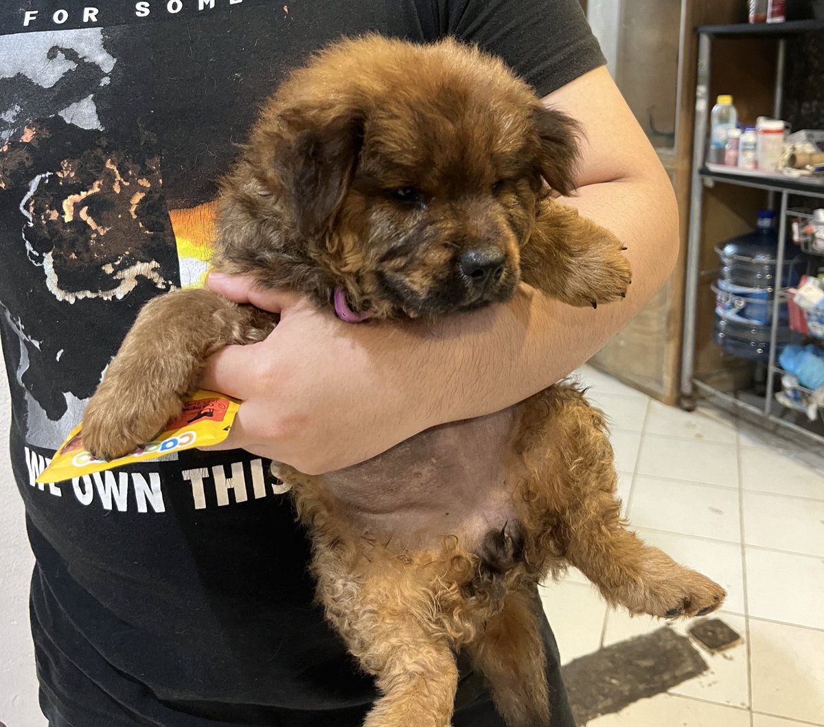 rockrollbuckaro's tweet photo. the tweets are no lie! 

i had the hardest week this month as the puppy we adopted haves distemper, and we have done everything to stop the virus from advancing

i had to rehome my chihuahua for a month as its highly contagious :(( 

ill share my paypal if anyone wants to help! https://t.co/PXUKuXSVy9