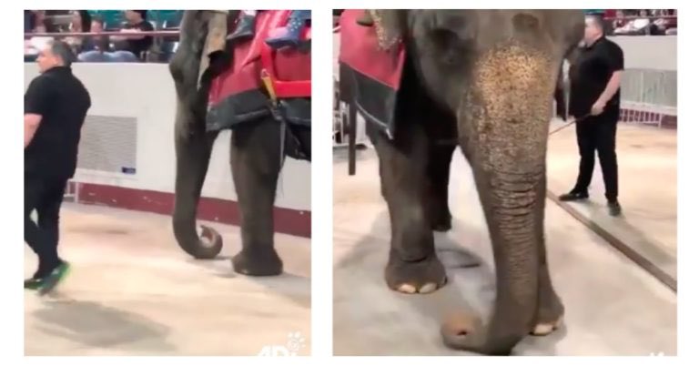 #Betty #elephants #CardenCircus #Wisconsin #USA

🙏Please document, take pics, videos, call your reps & state health dept, vendors…

@GovEvers @LGMandelaBarnes @SenatorBaldwin Has your state hlth dept checked on Betty & other animals TB status?

Petition: thepetitionsite.com/276/269/375/us…