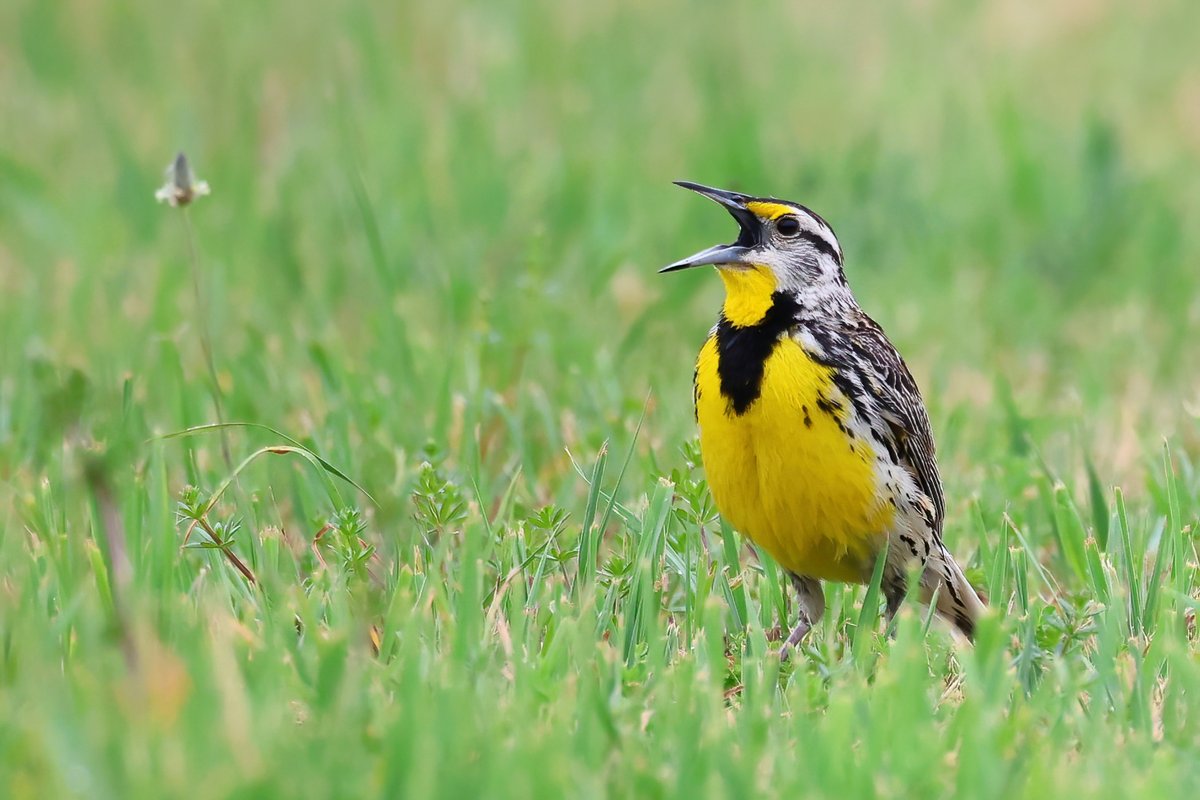 LouiseDawe's tweet image. Lots to sing about today, as we celebrated @Laurier's Faculty of Science (@LaurierSci)  graduates for Spring 2023! Congratulations and I hope that you stay in touch and #ForeverGolden!
