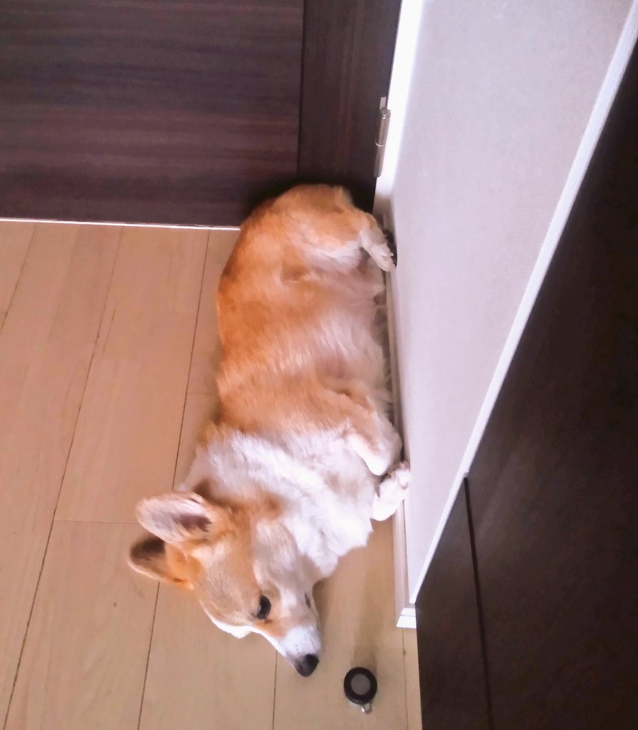 おはようございます。今朝も重力無視のポーズで寝ていたコーギーのこうちゃくんです。 https://t.co/dyfx3s9JLm
