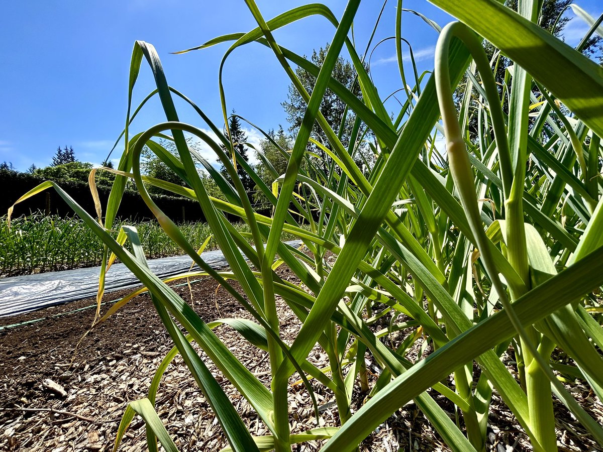 EastRidgeFarms's tweet photo. Look at what I spotted today! Garlic scapes have arrived! I think we’ll start cutting them next weekend. I’ll do a post when we have some in the farmstand.
#smallfarm #farmdirect #farmtotable #garlicscapes #local #natural #organic #nospray #supportlocalfarmers #bcfarmfresh https://t.co/piMeCYHCrz