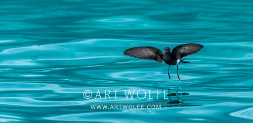 Wilson's storm petrel (Oceanites oceanicus) hovers above the surface of the Southern Ocean, Antarctica

#ExploreCreateInspire #SomethingBeautiful #treadlightly #CanonLegend #Birdphotography #LegendofLight #wildlifephotography #potd