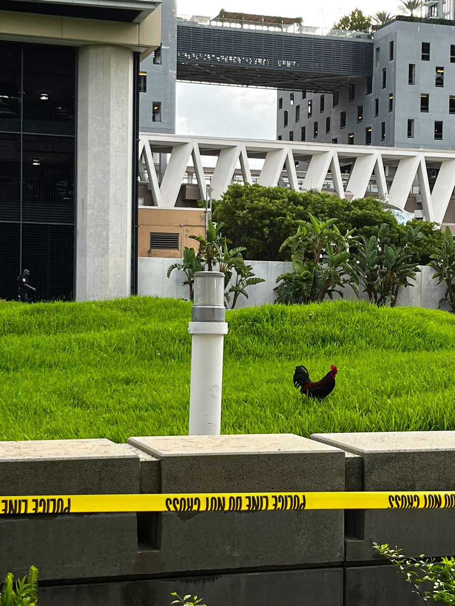 The Miami federal court roosters are here to keep things in check.