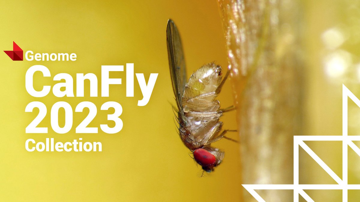 BiologistCJ's tweet image. 🪰The CANFLY2023 conference may be over, but our passion for fruit flies lives on! 🍇🍎 Join the fun by submitting a brief report or mini-review to the #canfly special collection, celebrating the fascinating world of fruit fly research. 🧬🔬 #fruitfly
@flymuscles @SimmondsLab