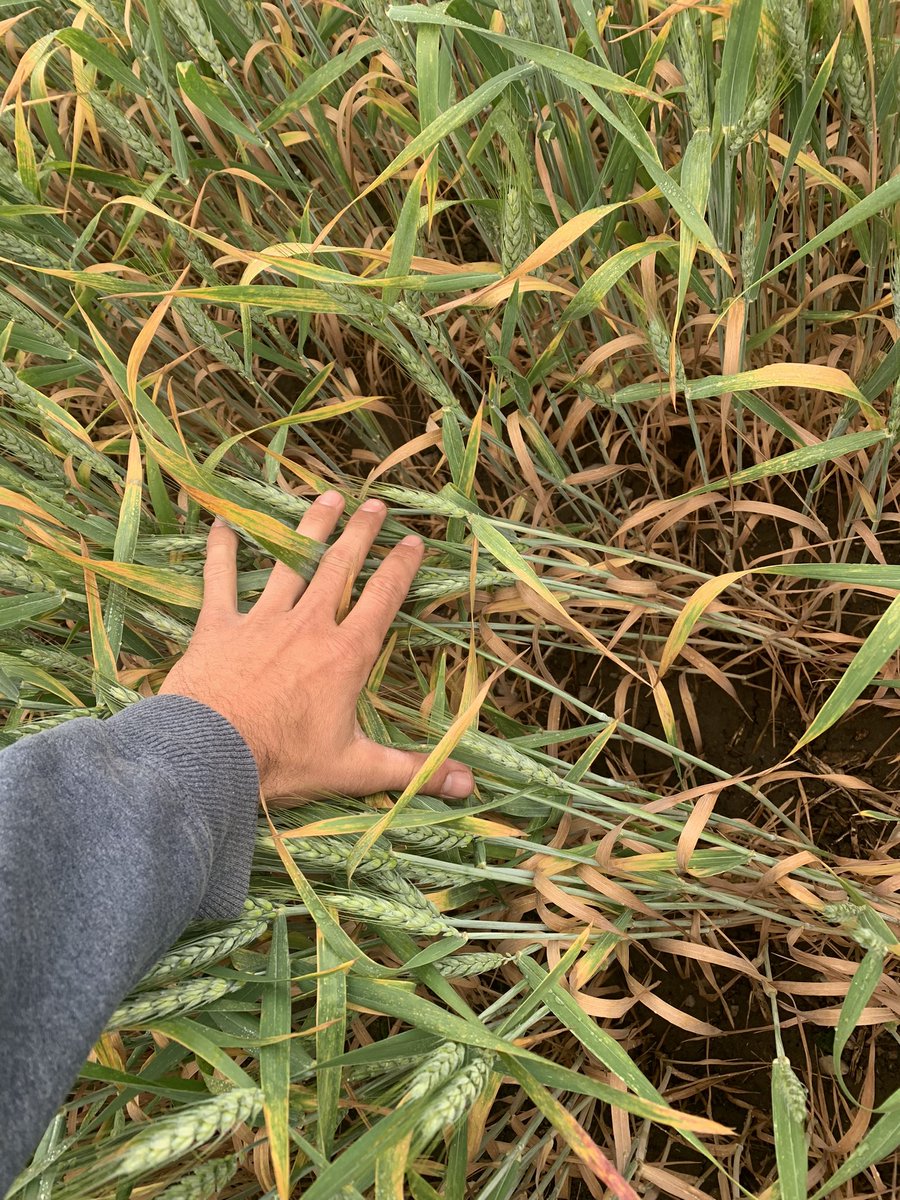 Kyle DeCorte tweet media