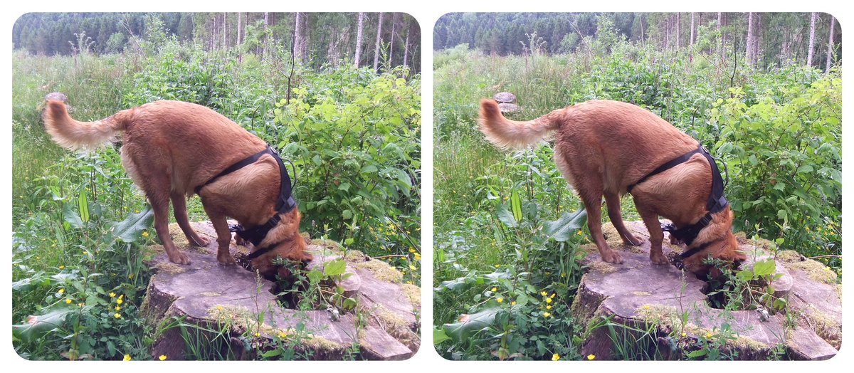 StereoSimian's tweet photo. A few #stereoscopic #3D shots of @DoggoPunky at #LlwynCelyn Forest. https://t.co/Gn6qU2IxKq