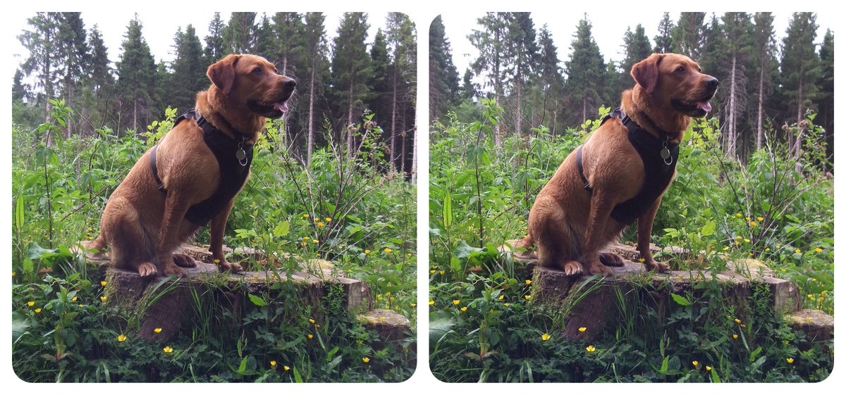 StereoSimian's tweet photo. A few #stereoscopic #3D shots of @DoggoPunky at #LlwynCelyn Forest. https://t.co/Gn6qU2IxKq