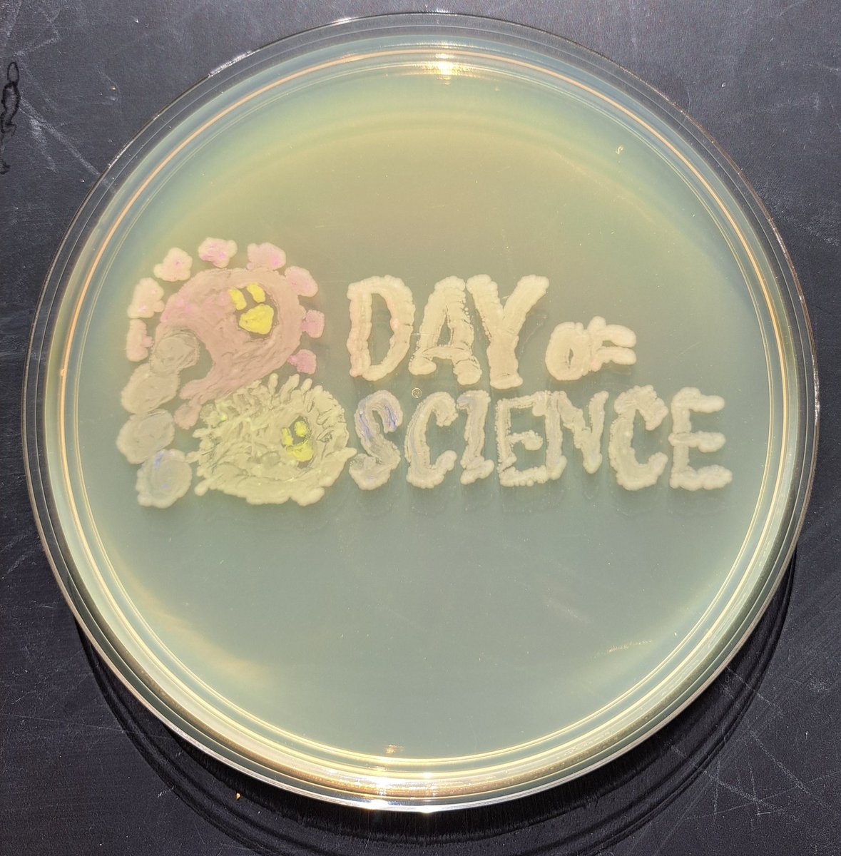 GermJuggler's tweet image. Preparing for #ASMicrobe and #DayOfScience on Saturday. Bringing some #AgarArt with me just for fun. Join us on Saturday if you are in town. Saturday June 17 from 12 to 4. Lott Hall at Hermann Park in Houston @ASMicrobiology