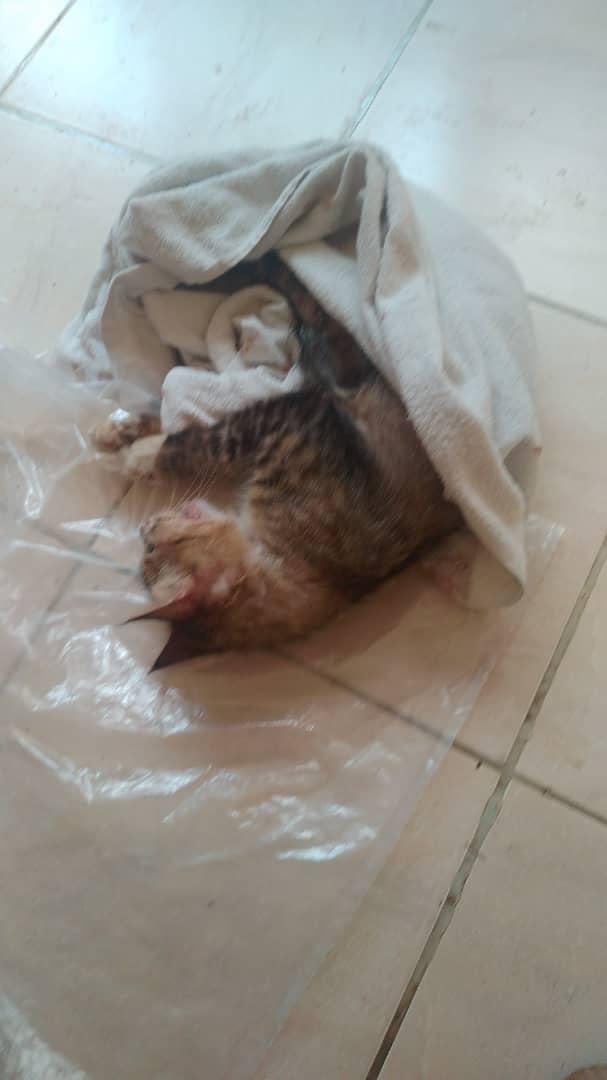 Protección Animal SOS- PASOS🐾 tweet media