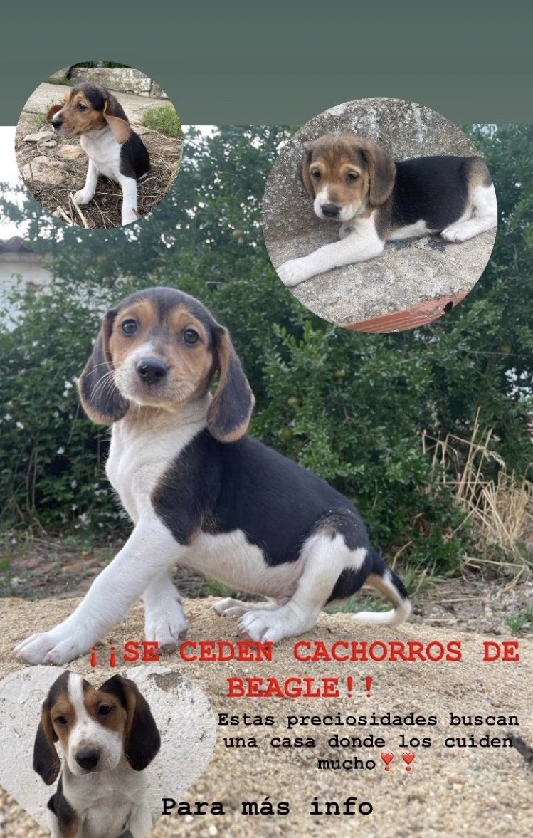 Hola!! Buscamos un hogar donde nos cuiden!🐶🫶🏼
Para mas info abrir dm!