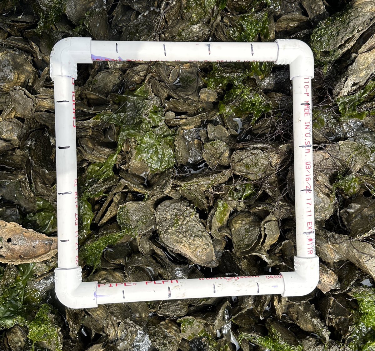 meghana_parikh's tweet photo. Can you guess how many oysters we counted in this area?
This is a 25x25cm quadrat we used to collect percent coverage, density, survival, and size frequency. #LISOysterHealth #MilfordLab @LISStudy https://t.co/gUs0ztvcKG