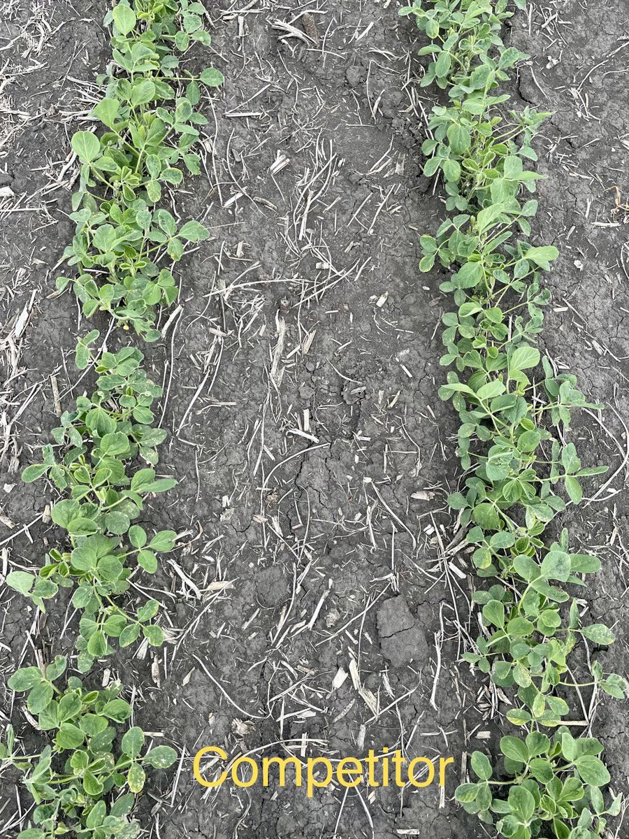 JohnMcLemoreAG's tweet photo. Syngenta’s CP brands show a 6.22% canopy cover advantage vs the competitor. There were differences (halo on cotyledons, leaf burn, and less residual weed control) noticed early on, and persist 39 DAP. Only 2.39” of 💧 with an avg temp of 64F since planting. https://t.co/SCqzTQ1Fsa