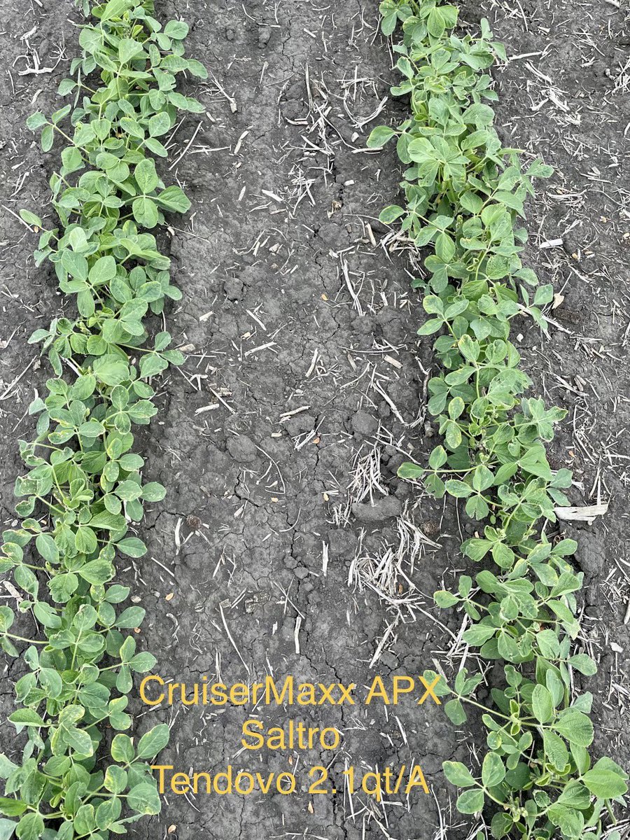 JohnMcLemoreAG's tweet photo. Syngenta’s CP brands show a 6.22% canopy cover advantage vs the competitor. There were differences (halo on cotyledons, leaf burn, and less residual weed control) noticed early on, and persist 39 DAP. Only 2.39” of 💧 with an avg temp of 64F since planting. https://t.co/SCqzTQ1Fsa