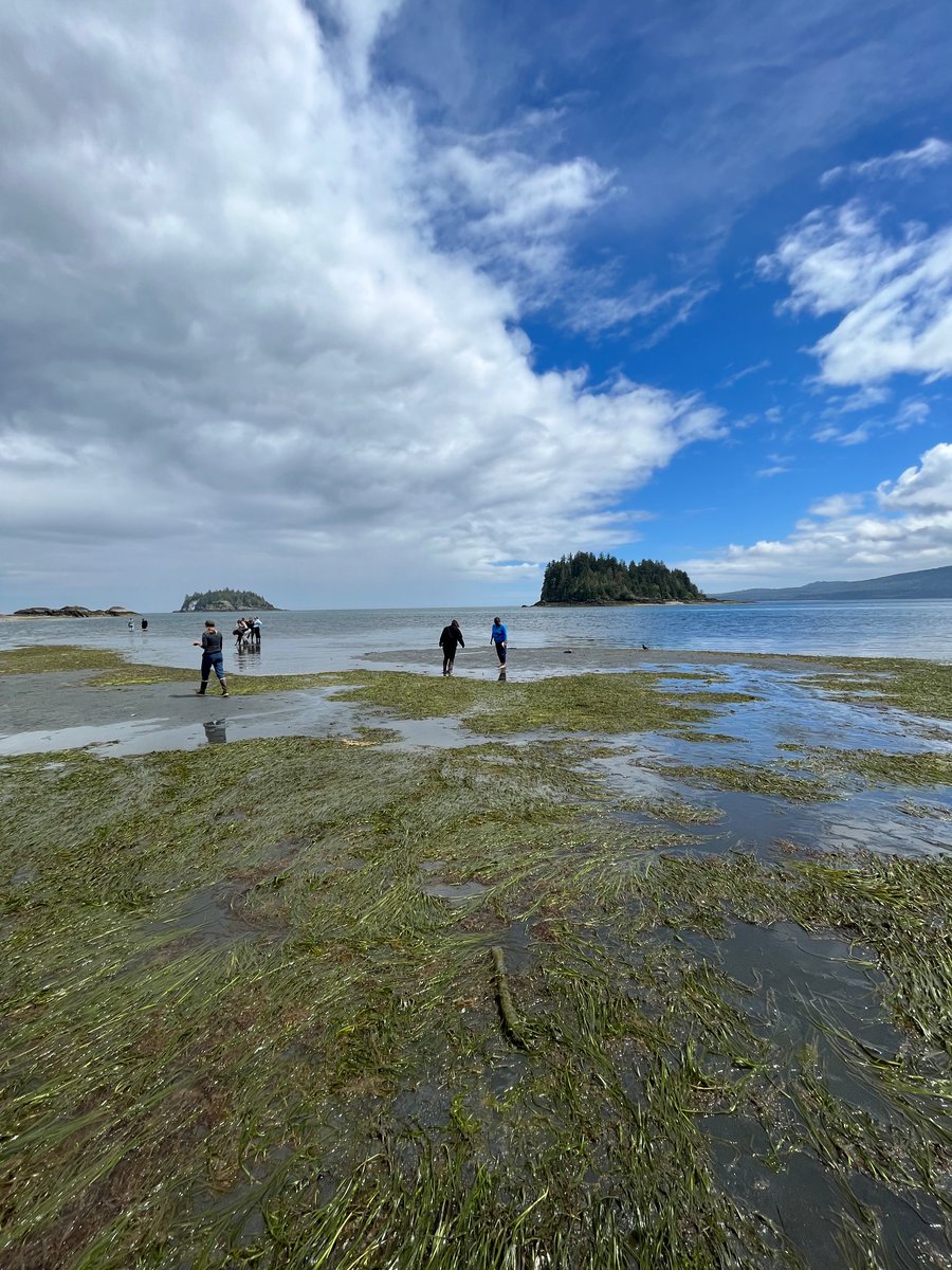 Seeking out some low tide specimens at K_ay Llnagaay! 😍

#HaidaGwaii #HGinstitute #UBCforestry