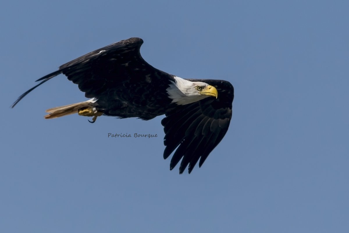 TrishaBourque's tweet photo. Low fly-by's with #Kitpu #PEI #Epekwitk
#Eagle #Lnu #Wildlife #BirdofPrey #birdphotography https://t.co/To7gzYfevU