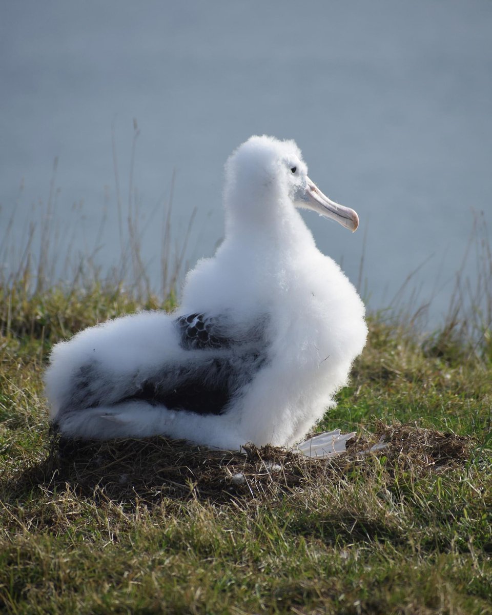 Local to Dunedin? We have a locals discount! Let us know when you want to book a tour and we can apply the discount for you! 
#dunedinnz #otepoti 

📷 Laura Findlay