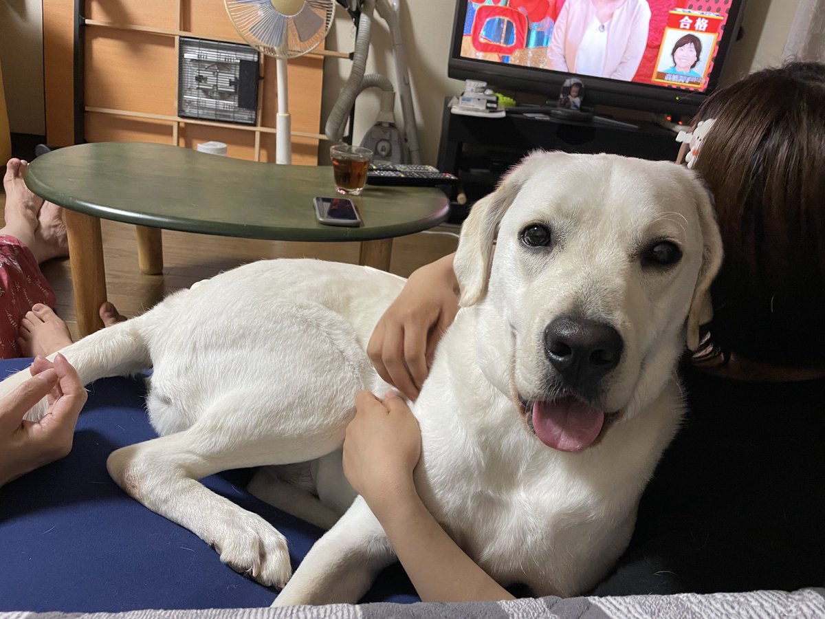 takeuchiracing's tweet photo. 約3年のペットロスを経てダメ元で申し込んでたキャリアチェンジ犬を迎え入れることになりました。
リラックスしすぎのミルがこちらです♪
#ラブラドール
#キャリアチェンジ犬 https://t.co/dc2VdTaG2i