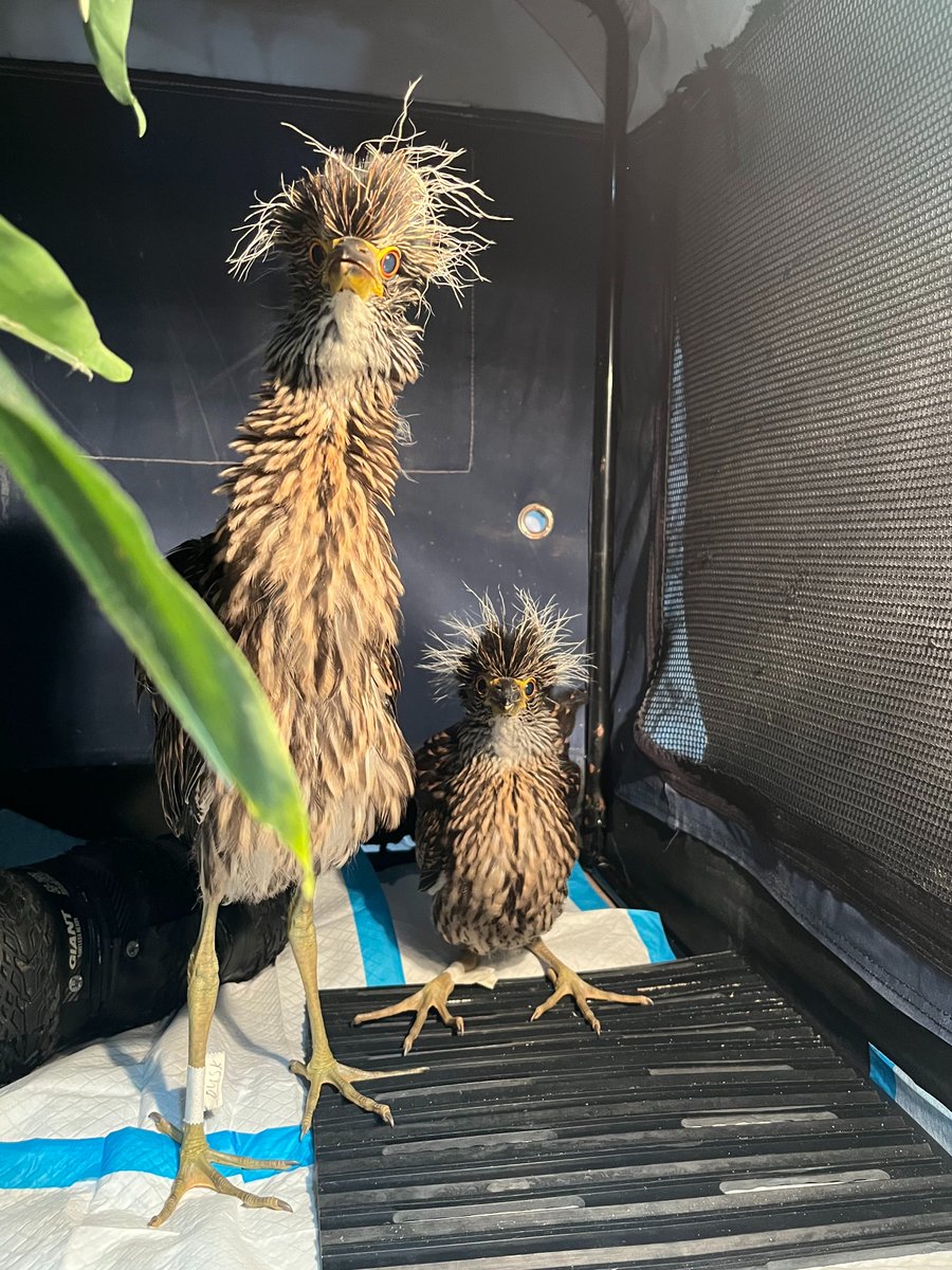 Wild Bird Fund tweet media