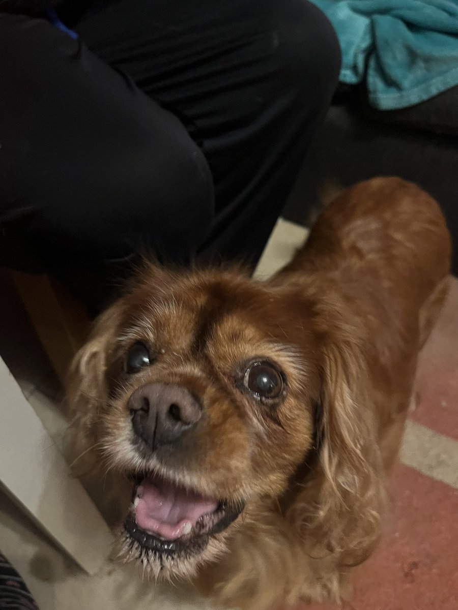 emmcg_'s tweet photo. celebrating 11 years of our littlest girl ❤️ whenever she’s around I’ll never be able to eat in peace. Top tip for our home: always share your snacks with the baby 

@ALMCG12 @GMcGladdery https://t.co/AO9W3uZhro