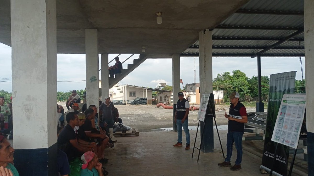 AgrocalidadZ5's tweet photo. #LosRíos | Capacitamos a productores y trabajadores sobre sintomatología #FocR4T y medidas de bioseguridad con el objetivo de prevenir el ingreso del hongo, cantón Buena Fe. #EcuadorSinFocR4T🇪🇨 https://t.co/JseQwTofr4