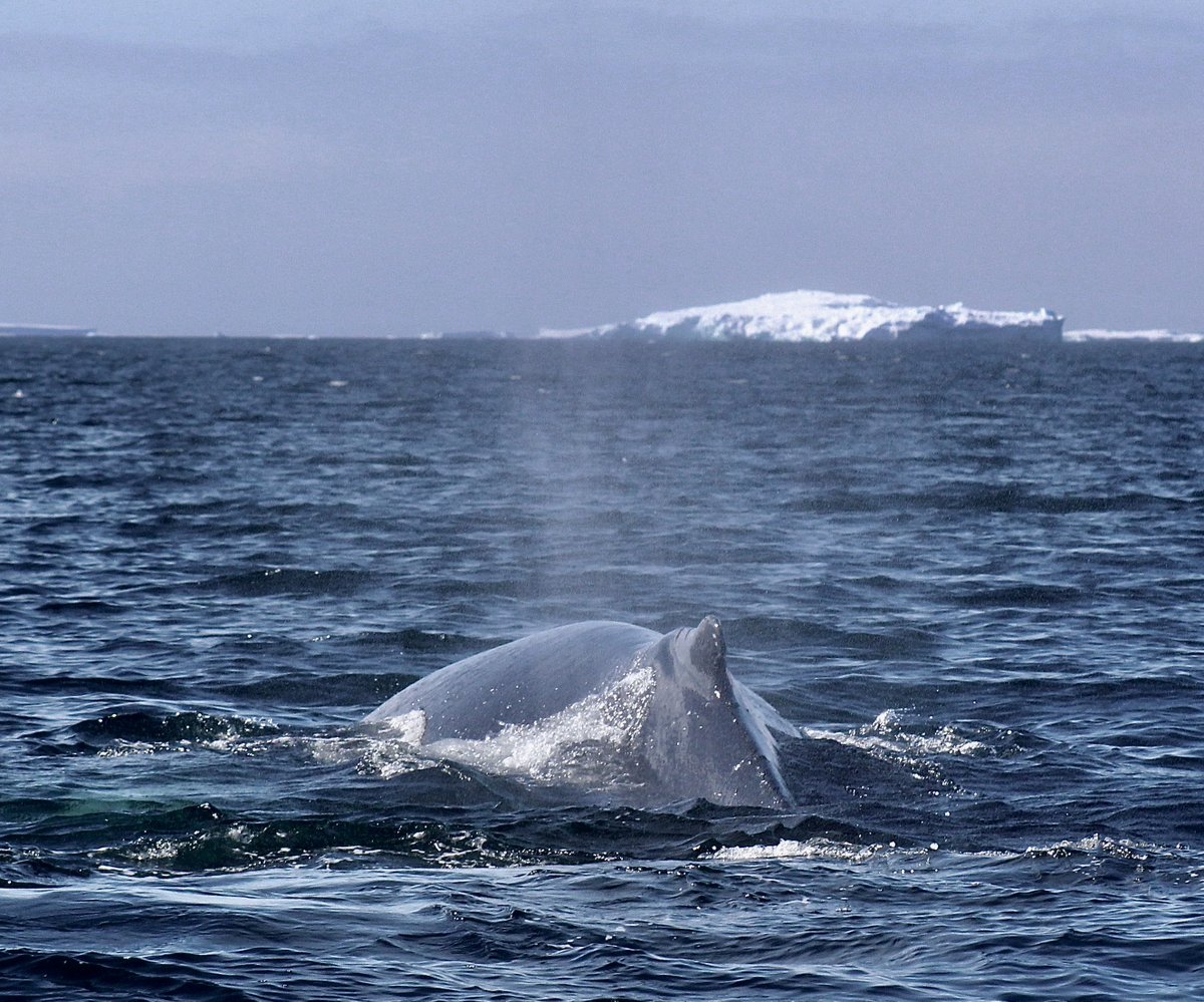 NEW PAPER: #Humpback #WHALES head south as parts of the western Weddell Sea become ice free. Available free and open access here doi.org/10.1111/mms.13… #Antarctica #southern #ocean