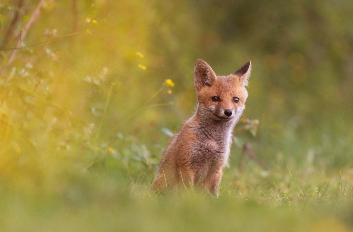 darin_goodsell's tweet photo. Fox cub! #sharemondays2023 #fsprintmonday #wexmondays #springwatch https://t.co/XtKzOchjah