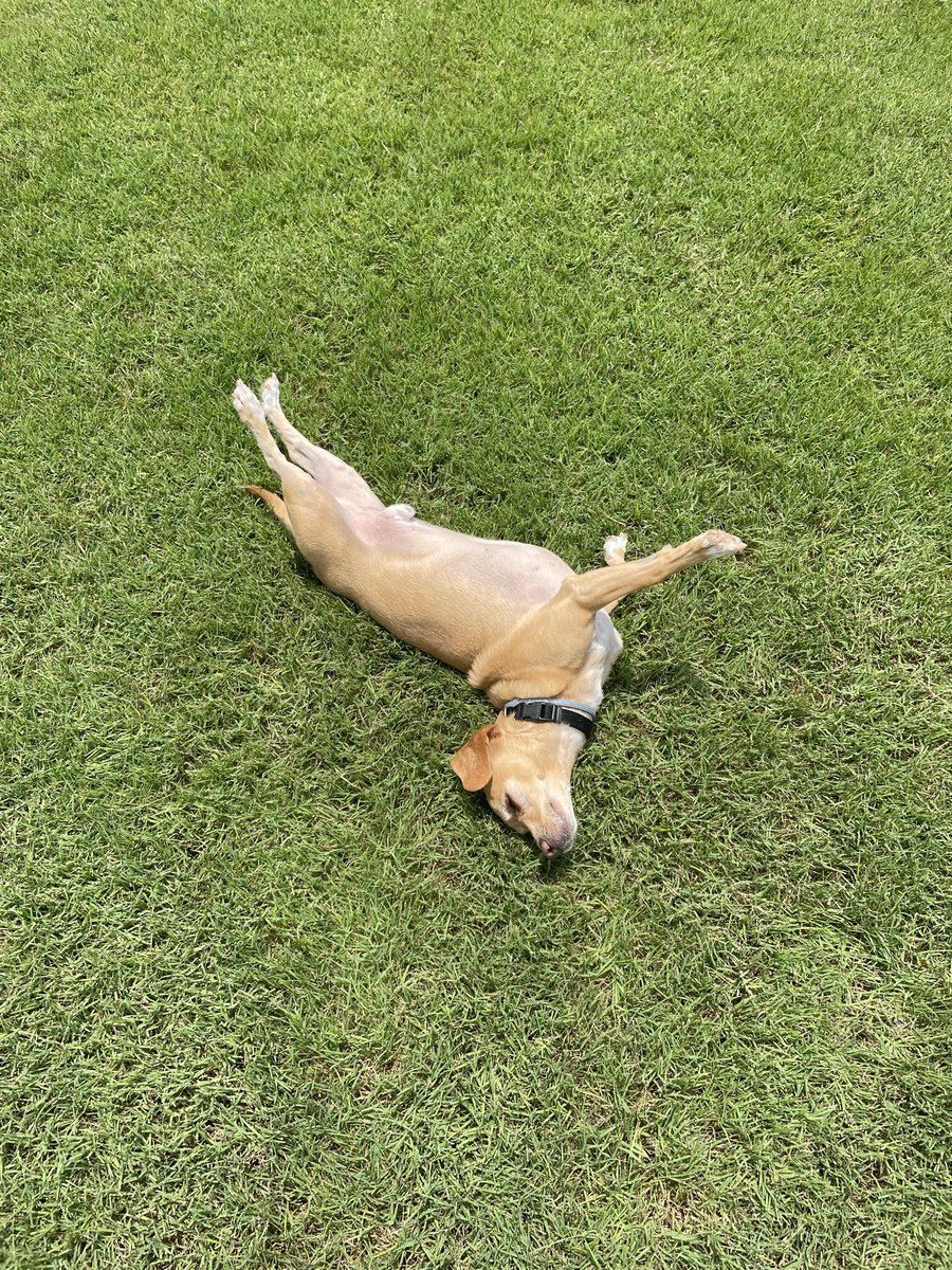 Pinto doing pinto bean things 🐕🦮