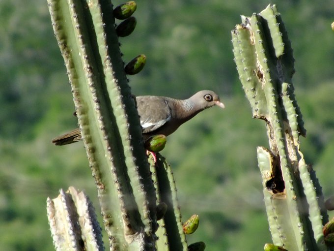 Aves de Siquisique, estado Lara
#SomosBiodiversidad 
tierraviva.org/somosbiodivers…