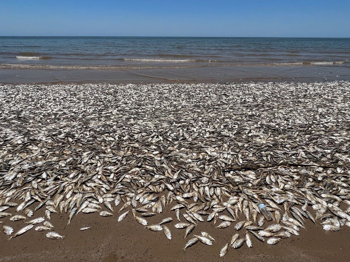Distortedbass1's tweet image. This happens on the Texas coast, scientists say its due to warm waters.

No corporation is fined for polluting our earth and causing this, working class people have to pay for this cleanup because they’re the only ones paying taxes.