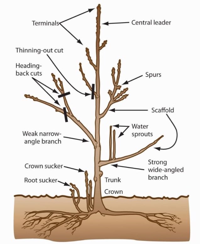 No your cuts #arbor #tree #landscape