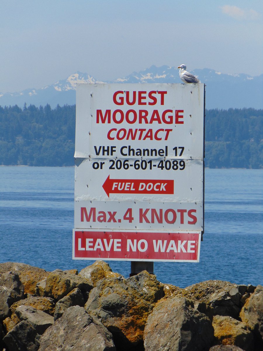 WaParksVisitor's tweet photo. I spotted this today at Golden Gardens Park, #Seattle. Did this seagull pay guest moorage fees to sit on this "guest moorage" sign at the marina? #NaturePhotography #photography @SeattleParks https://t.co/l5BxtmAiSm