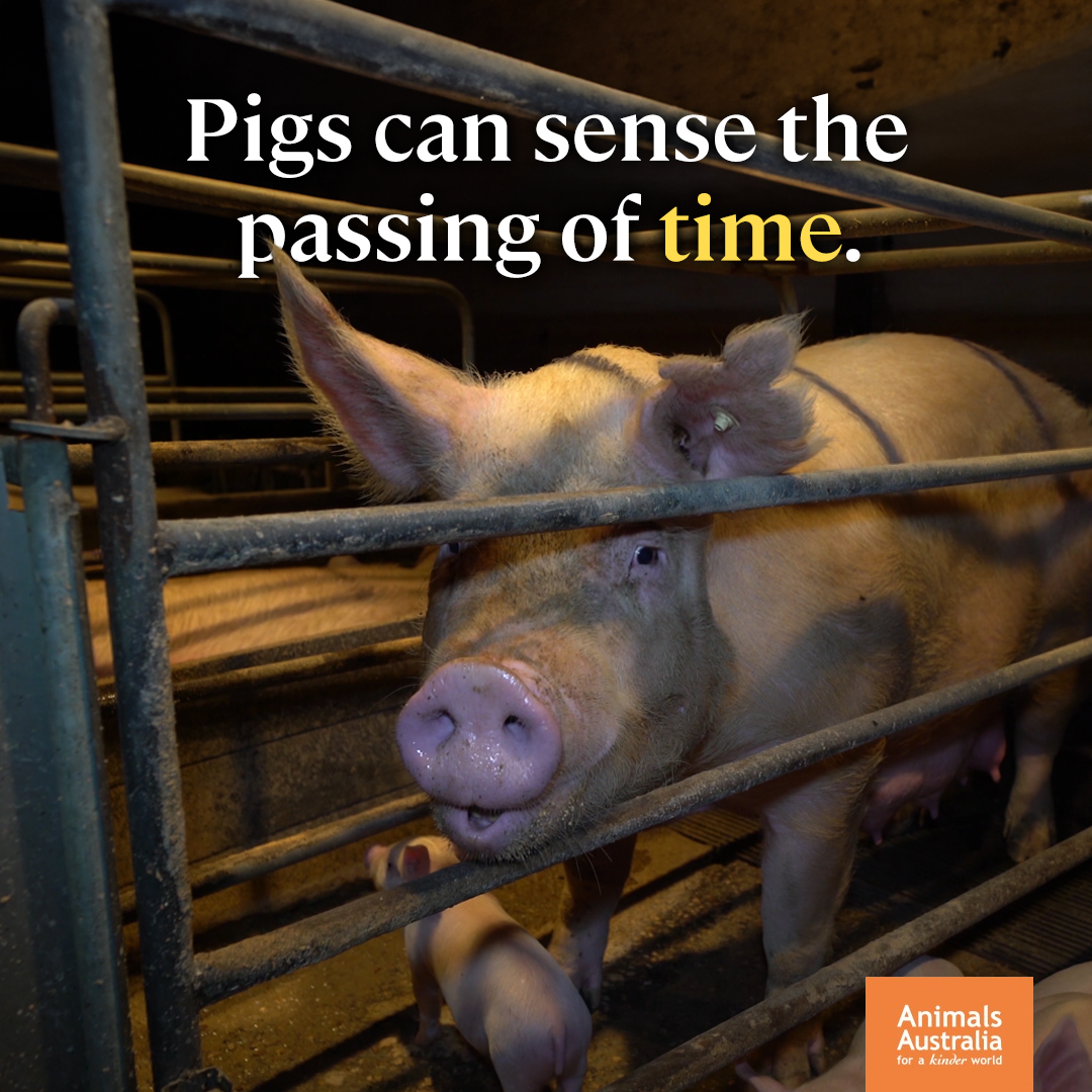 Animals Australia tweet media