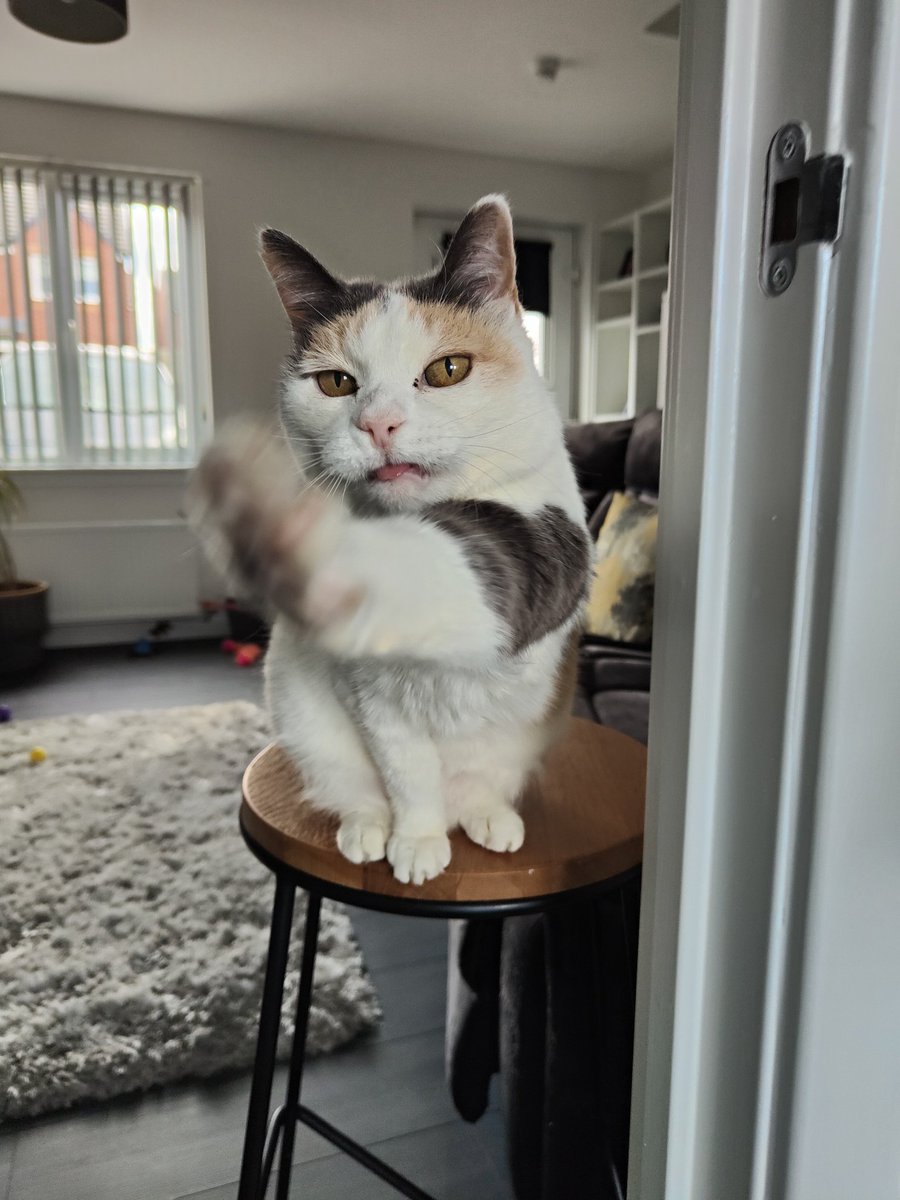 MollyDarling7's tweet photo. @D_Siebe Molly sends you a high five with lots of purrs and hugs. Xxxxxxxxx 😸🐾 https://t.co/322ag9lXmi