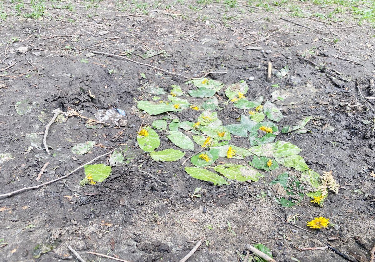 ECEChristine's tweet photo. Play based learning is powerful! 

During outdoor learning, a few kinders made boats for the worms and frog we saw. We counted each ship and placed each dandelion with intention and purpose. When we went back, the water was gone!

🌦️I love authentic in the moment learning. https://t.co/mab0U2irbf