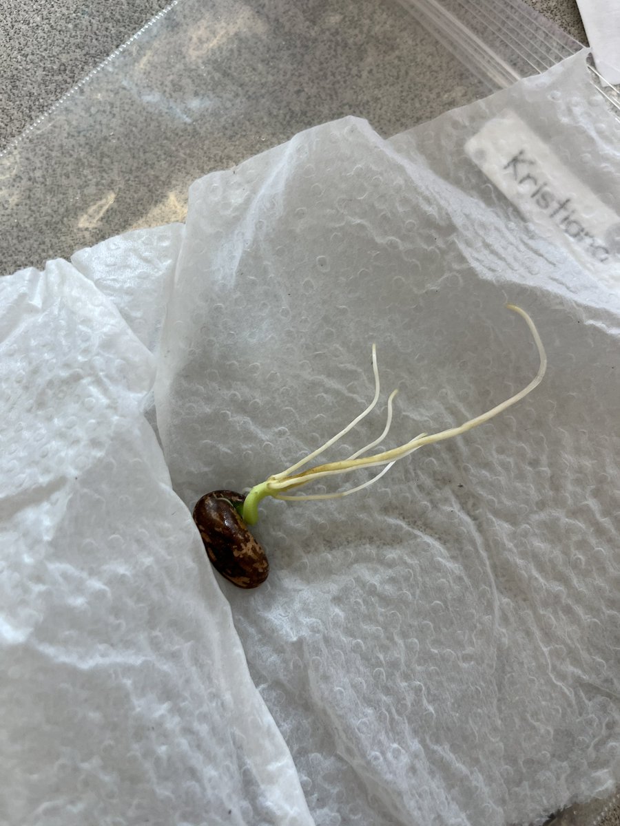 We’ve got seeds coming home today! Ask us what GERMINATE means and how these seeds showed us how seeds start to grow 🌱