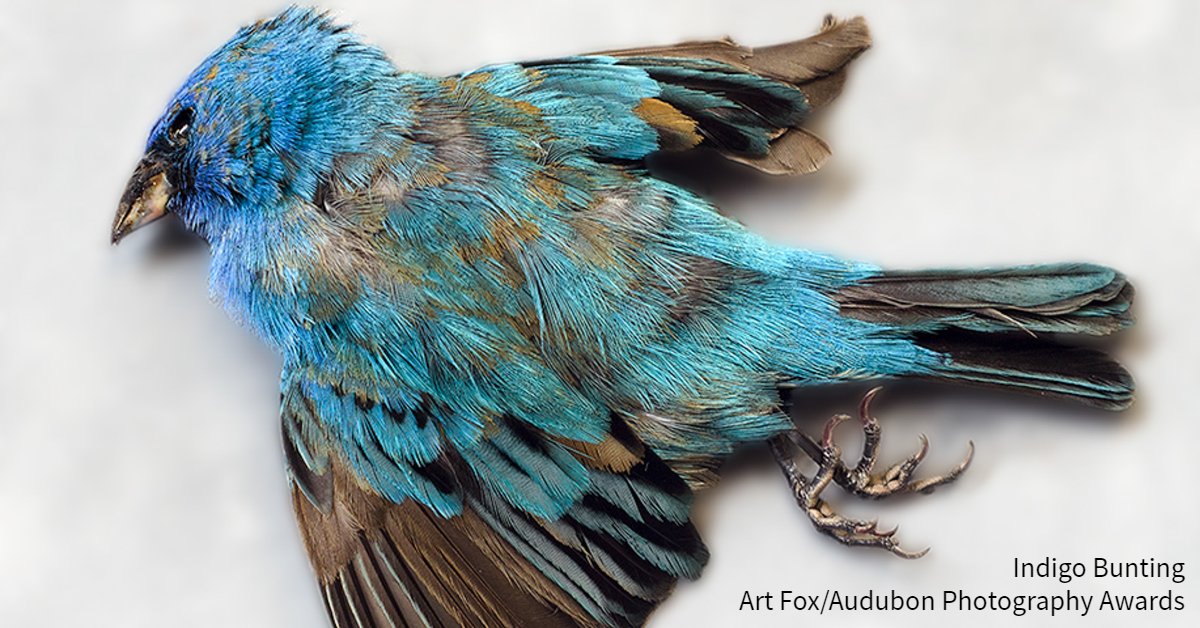 Building collisions kill up to a billion birds each year—but the Bird-Safe Buildings Act would help prevent many of these needless deaths. Urge our U.S. Representative to cosponsor and support this important law. bit.ly/3WZYkbX