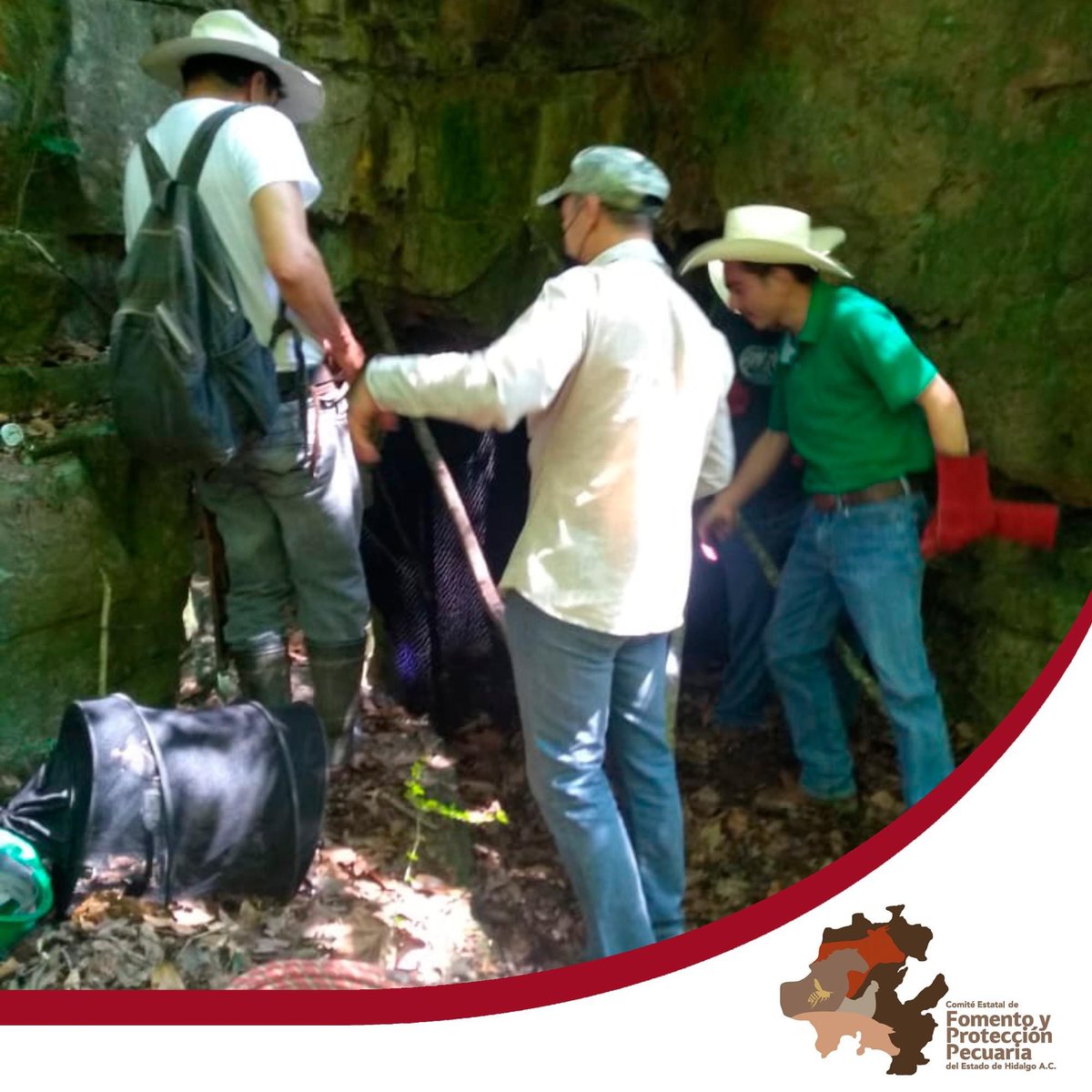 cefpphidalgo's tweet image. El Ing. Alfredo Hernández Hernández, de la Campaña de rabia, que opera este  Comité, capacitó a personal de Presidencia Municipal de Molango de Escamilla para la formación de una brigada de captura, con la finalidad de coadyuvar en el control de murciélago hematófago.