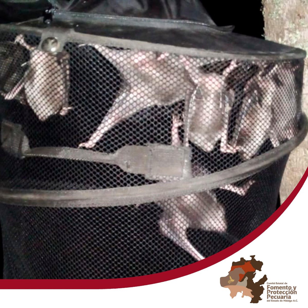 cefpphidalgo's tweet image. El Ing. Alfredo Hernández Hernández, de la Campaña de rabia, que opera este  Comité, capacitó a personal de Presidencia Municipal de Molango de Escamilla para la formación de una brigada de captura, con la finalidad de coadyuvar en el control de murciélago hematófago.