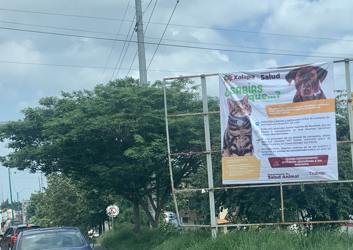 DorisYanin's tweet photo. #Xalapa más mensajes así, difundiendo consecuencias del maltrato, promoviendo la tenencia responsable y esterilización👍🏻 https://t.co/3hqm6QmNs6