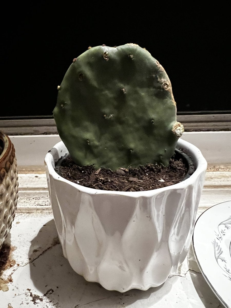 adnauseam28's tweet photo. The babies I ordered came in the one Ohio native cactus and another Huernia succulent. Honestly can’t wait to get shanked and assaulted by the prickly pear. https://t.co/XWUSADF825