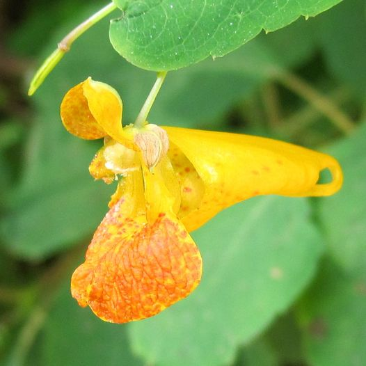 CommonSenseIdea's tweet image. Jewelweed, Impatiens capensis, is a native North American plant with a history of medicinal use
including treating poison ivy rash to insects bites. 

We&apos;ll share how to identify this lovely native species, as well as how to use it.
commonsensehome.com/jewelweed/