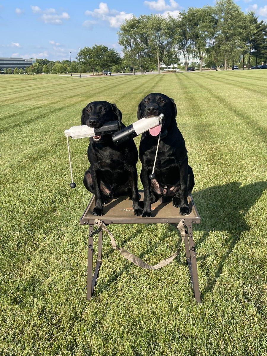 ToddL13's tweet photo. Perfect evening for some long marks and pile work #duckdogs https://t.co/lUqPGIy8X1