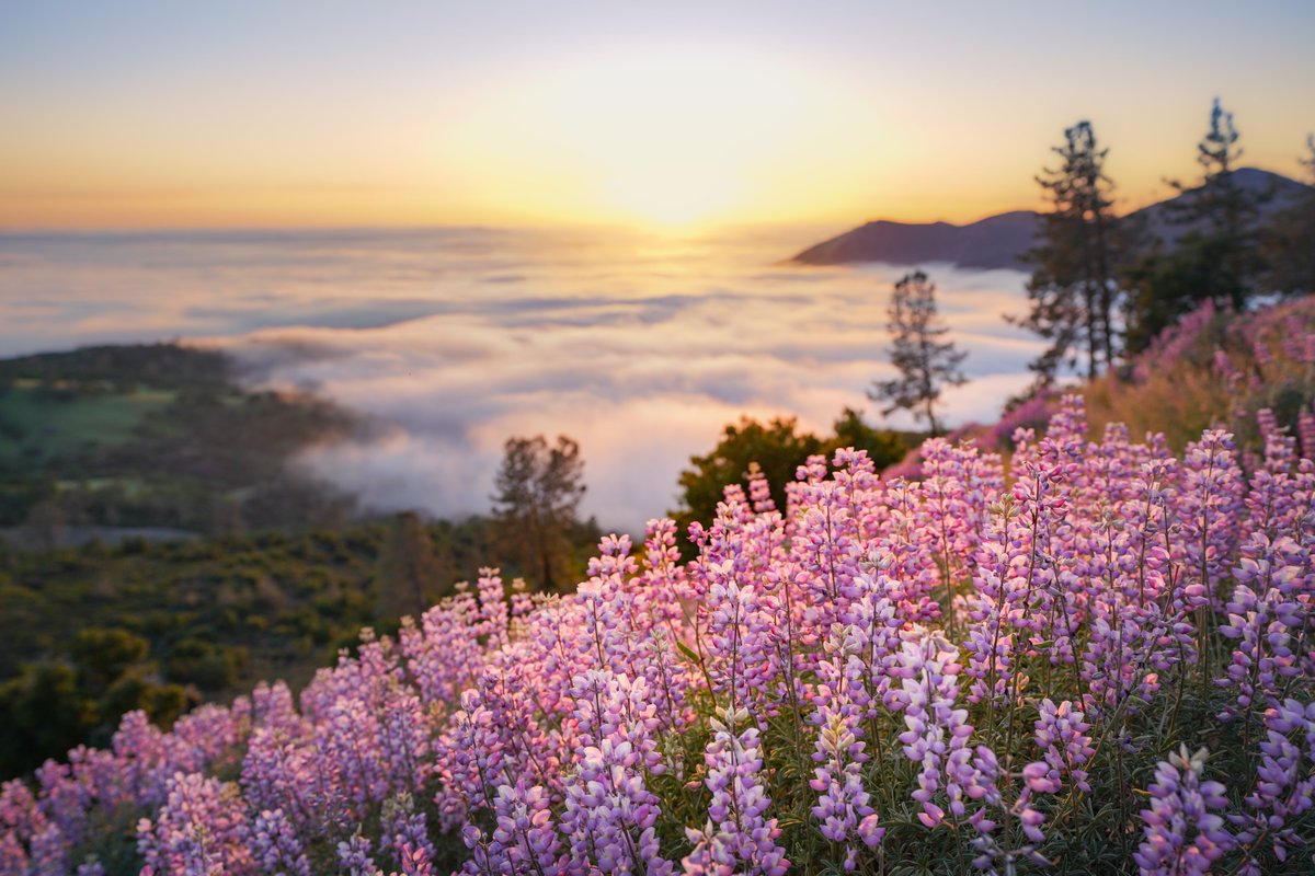 dudney_joan's tweet image. A bright memory to stave off this unending #Junegloom!

#silverbushlupine during the #superbloom — if you think #roses have the sweetest scent, think again!