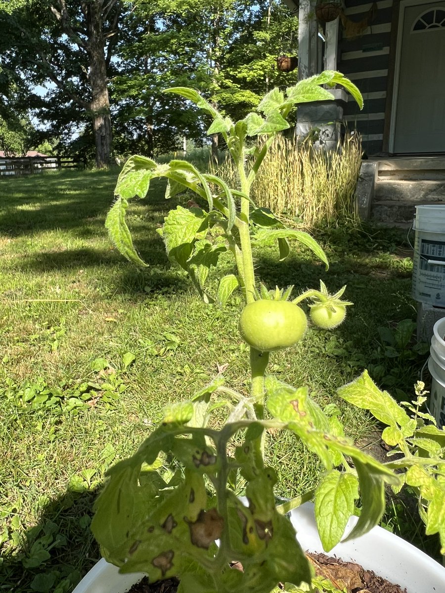 IAmAylaGrace's tweet photo. Tomatoes at the cabin https://t.co/SaxjhevDRU