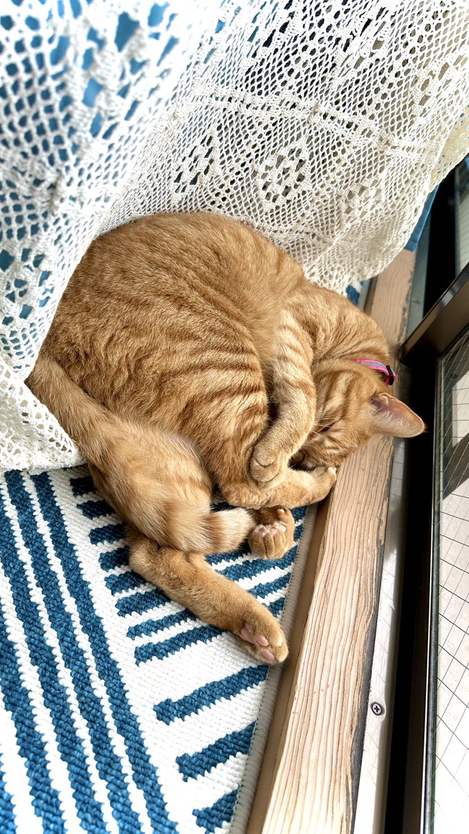 omugicat's tweet photo. おはようおむぎちゃん
まだ眠い🥱
今日は1日おむぎちゃんの日だよ〜🎂☺️
#かがやける茶トラ #猫のいる暮らし #猫好きさんとつながりたい #CatsLover #chatora https://t.co/axn5JvifG9