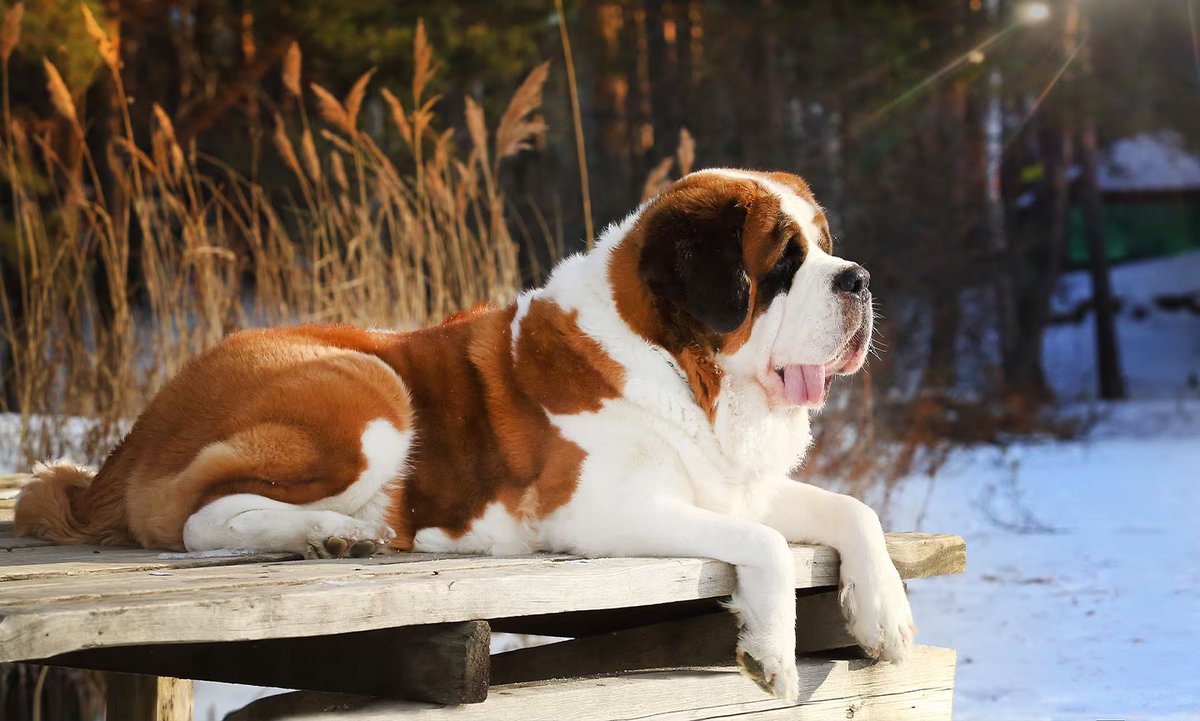 StrangleyBlank's tweet photo. @Echoisweird Hello, Hello my name is Skyler and I go by any pronouns. My spirit dog is a St. Bernard #echodrawme https://t.co/KaYH7LrY4z